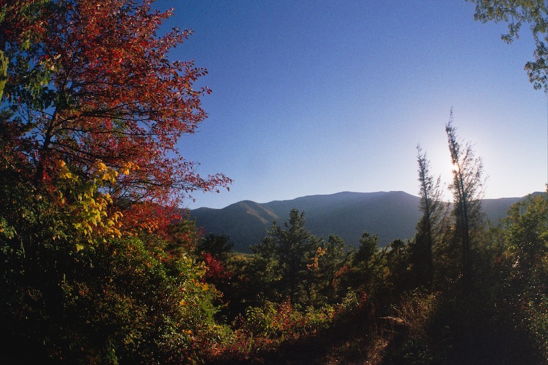 Lower Mt. Cammerer Trail